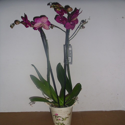 /fileuploads/Produtos/Plantas Naturais/thumb_florista_jusart_flores_plantas_rosas_jardim_PHALAENOPSIS 01.JPG